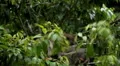 Balinese Macaque Monkey Male and Female playing, eating, jumping, scratching HD Footage