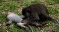 Balinese Macaque Monkey Male and Female playing, eating, jumping, scratching HD Footage