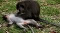 Balinese Macaque Monkey Male and Female playing, eating, jumping, scratching HD Footage
