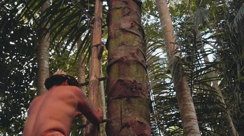 Balinese man climbing on tree using bamboo stairs Stock Footage 68109516
