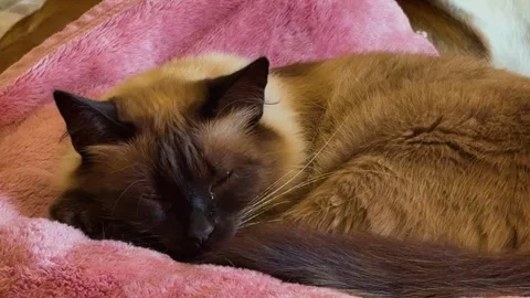 Balinese Mix Cat Sleeping Peacefully on a Pink Blanket. Stock Footage 346440476
