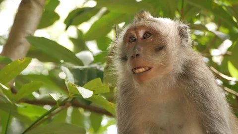 Balinese Monkey Closeup Video stock 100567192