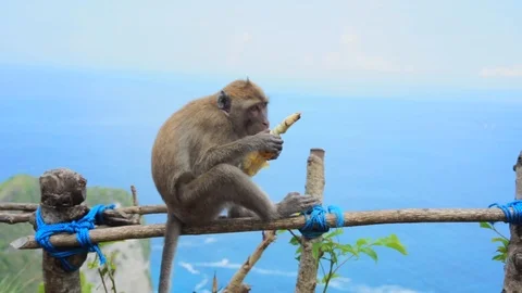 Balinese monkey eat corn on blue ocean background Stock-Footage 110497619