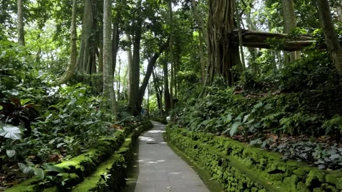 Balinese Monkey Forest Stock Footage 237349751