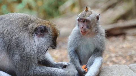 A Balinese monkey looking for insects in the wool of another monkey Stock Footage 119225705