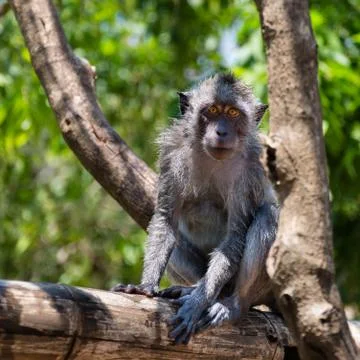 Balinese monkey on a tree Stock Photos