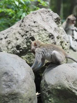 Balinese monkey in Ubud Monkey Forest Stock Photos