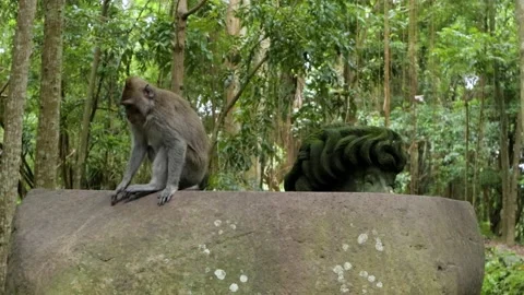 Balinese monkeys in the Bali Monkey Forest Stock Footage 237312012