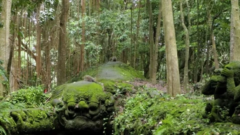Balinese monkeys in the Bali Monkey Forest Stock Footage 237312088