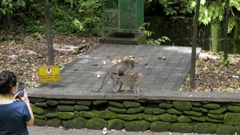 Balinese monkeys in the Bali Monkey Forest Stock Footage 237312224