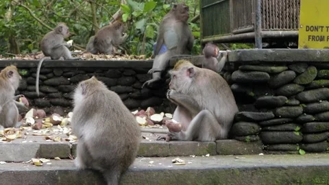 Balinese monkeys in the Bali Monkey Forest Stock Footage 237313932