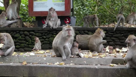 Balinese monkeys in the Bali Monkey Forest Stock Footage 237313947