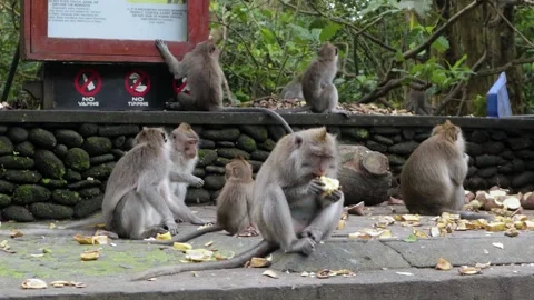 Balinese monkeys in the Bali Monkey Forest Stock Footage 237314486