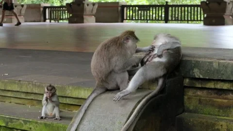 Balinese monkeys in the Bali Monkey Forest Stock Footage 237317419