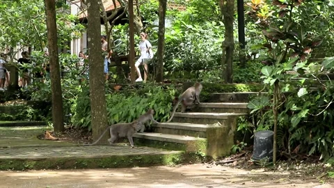 Balinese monkeys in the Bali Monkey Forest Stock Footage 237318964