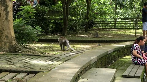 Balinese monkeys in the Bali Monkey Forest Stock Footage 237320054