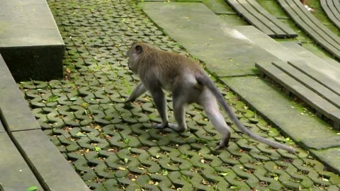 Balinese monkeys in the Bali Monkey Forest Stock Footage 237320267