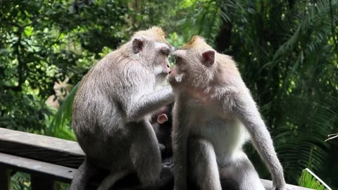 Balinese monkeys in the Bali Monkey Forest Stock Footage 237320981