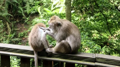 Balinese monkeys in the Bali Monkey Forest Stock Footage 237322854