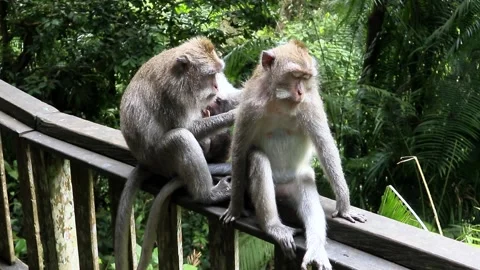 Balinese monkeys in the Bali Monkey Forest Stock Footage 237322872