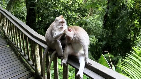 Balinese monkeys in the Bali Monkey Forest Stock Footage 237322963