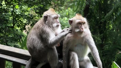 Balinese monkeys in the Bali Monkey Forest Stock Footage 237324350