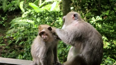 Balinese monkeys in the Bali Monkey Forest Stock Footage 237325019
