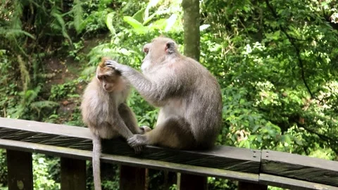 Balinese monkeys in the Bali Monkey Forest Stock Footage 237325159