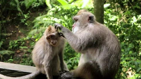 Balinese monkeys in the Bali Monkey Forest Stock Footage 237325822
