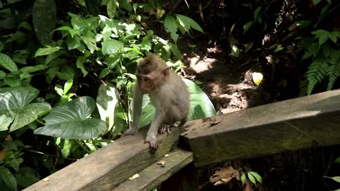 Balinese monkeys in the Bali Monkey Forest Stock Footage 237345008