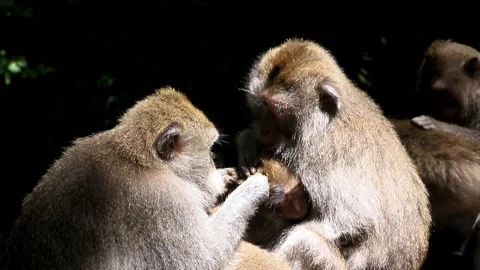 Balinese monkeys in the Bali Monkey Forest Stock Footage 237345360