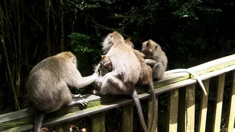 Balinese monkeys in the Bali Monkey Forest Stock Footage 237345953