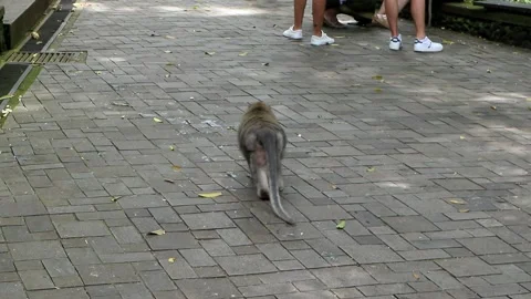 Balinese monkeys in the Bali Monkey Forest Stock Footage 237346671