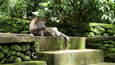 Balinese monkeys in the Bali Monkey Forest Stock Footage 237347454