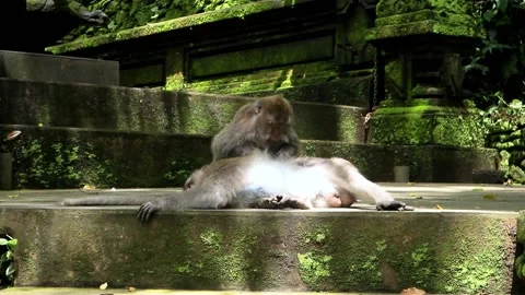 Balinese monkeys in the Bali Monkey Forest Stock Footage 237350010