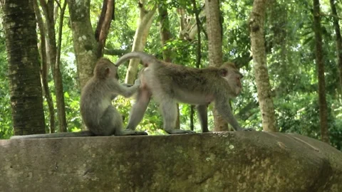 Balinese monkeys in the Bali Monkey Forest Stock Footage 237350149