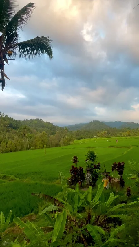 Balinese Rice Fields and Palm Trees Under Golden Sunset Sky Vídeo Stock 343018927