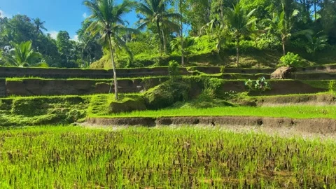 Bali's idyllic, terraced rice fields in lush, verdant green. Stock Footage 274931544