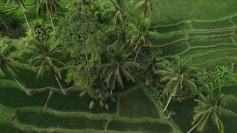 Bali's Lush Landscape: Elevated Panorama Over Rice Fields and Palm Canopies Stock Footage 247491540