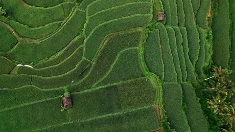 Bali's Paddy Fields from Above, Bali's Rice Terraces through Aerial Shots Stock Footage 237792783