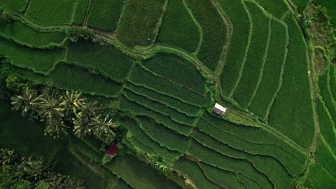 Bali's Paddy Fields from Above, Bali's Rice Terraces through Aerial Shots Stock Footage 237793418