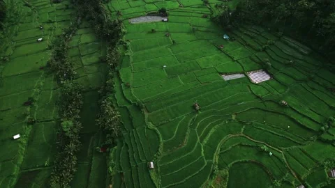 Bali's Paddy Fields from Above, Bali's Rice Terraces through Aerial Shots Stock Footage 237793456