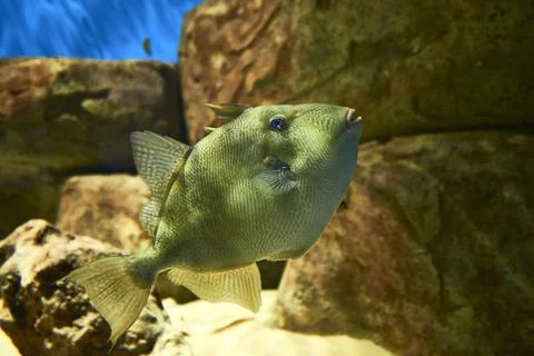 Balistes capriscus, Grey triggerfish Stock Photos