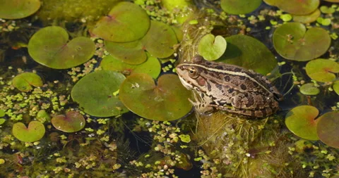 Balkan frog standing still on a leaf of water lily on pond surface in Serbia Stock Footage 262542590