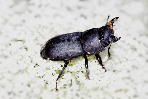  Balkenschroeter Dorcus parallelipipedus Balkenschröter mit Parasiten bzw... Stock-Fotos