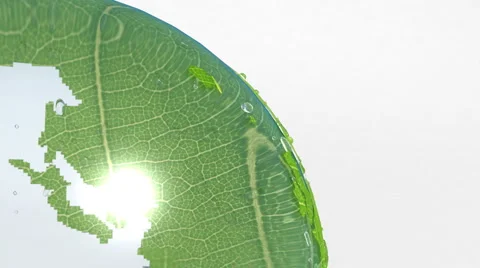 Ball and Leaf Stock Footage 4893241