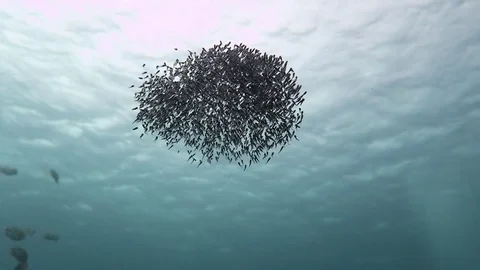 Ball of baby Cat fish Stock Footage 80804730