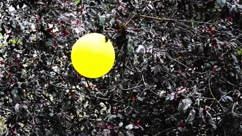 Ball in the branches Video stock 131254409