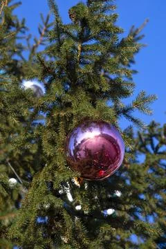 Ball on the Christmas tree Stock Photos