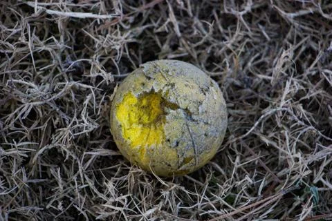 Ball at Doerey Park Stock Photos